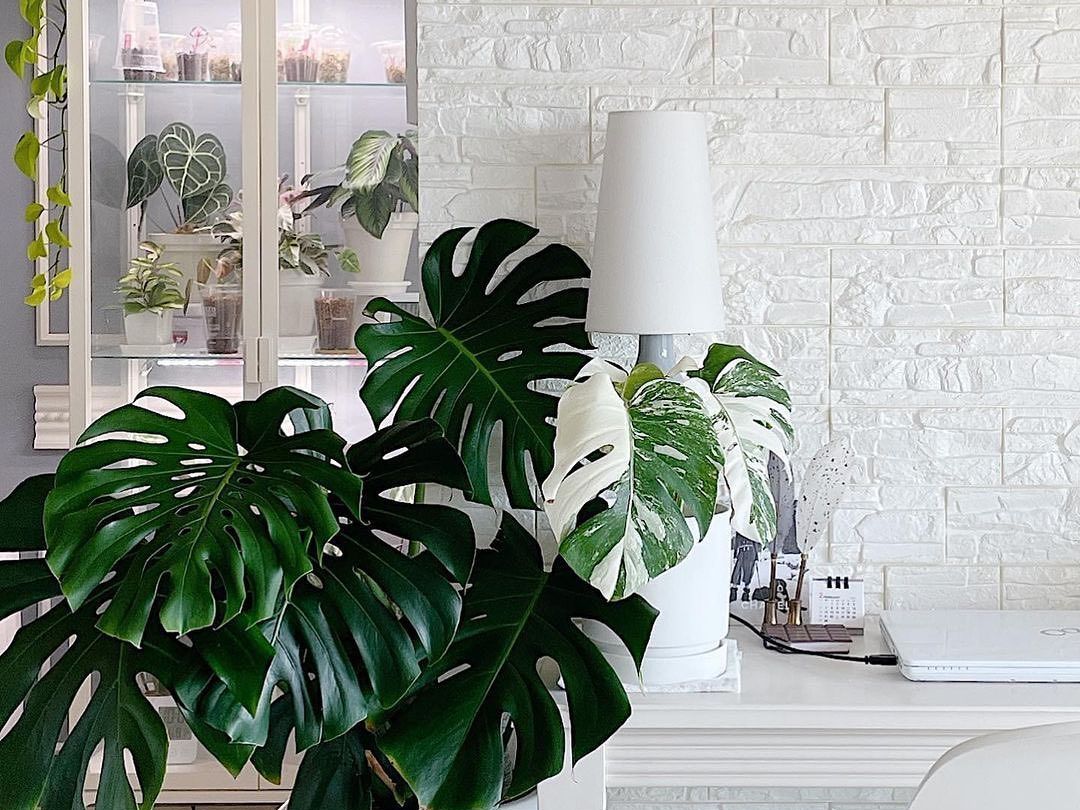 5 Instagram accounts που θα σε μάθουν τα μυστικά του planting