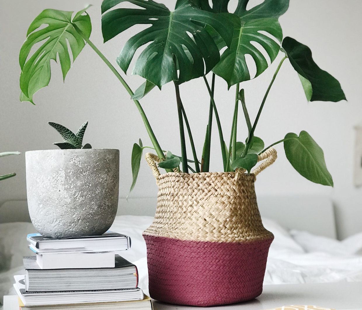 Για το feng shui γίνονται όλα- 7 φυτά φέρνουν τύχη στον χώρο σου και εσύ ακόμα να τ΄αποκτήσεις;