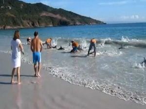 VIDEO: Δείτε πως οι λουόμενοι μιας παραλίας έσωσαν 30 δελφίνια!