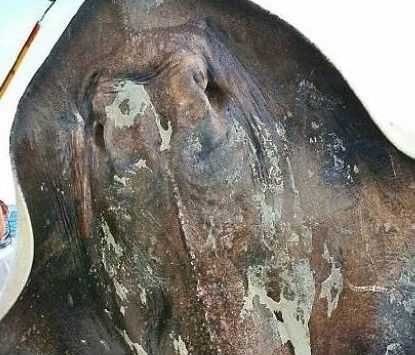 Δείτε: Σπάνιο, τεράστιο θαλάσσιο... τέρας έπιασε ψαράς! (pics)