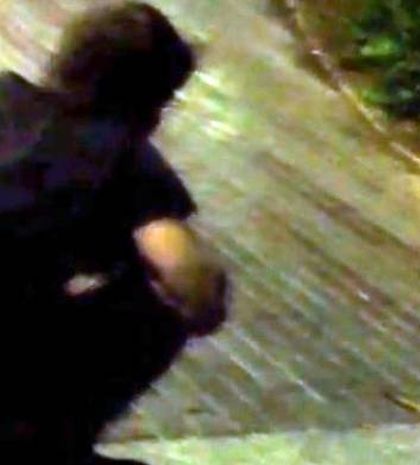 Η συνάντηση του Νίνο με μια αλεπού!