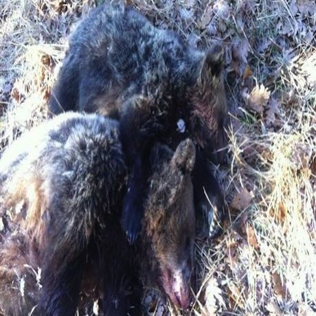 Το αρκουδάκι που ξεψύχησε στην αγκαλιά της νεκρής μητέρας του - Oργή για τους δολοφόνους