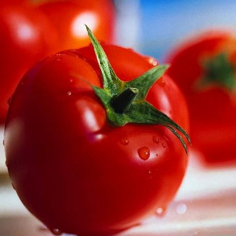 Το σημαντικό λάθος που κάνουμε με τις ντομάτες μας