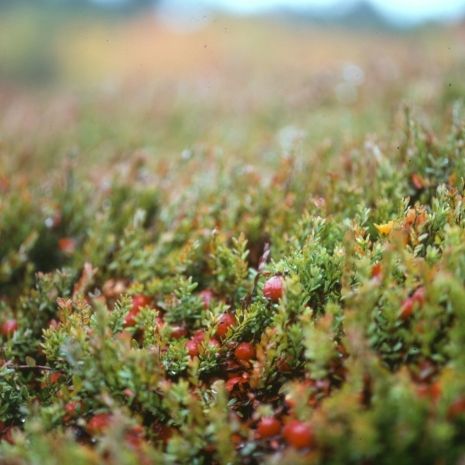 Φτιάξτε αναζωογονητικό φυσικό scrub με cranberries!