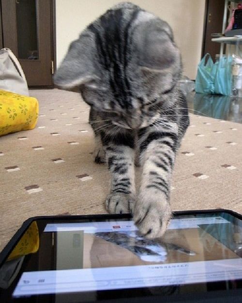 Όταν η γάτα σας παίζει με το iPad