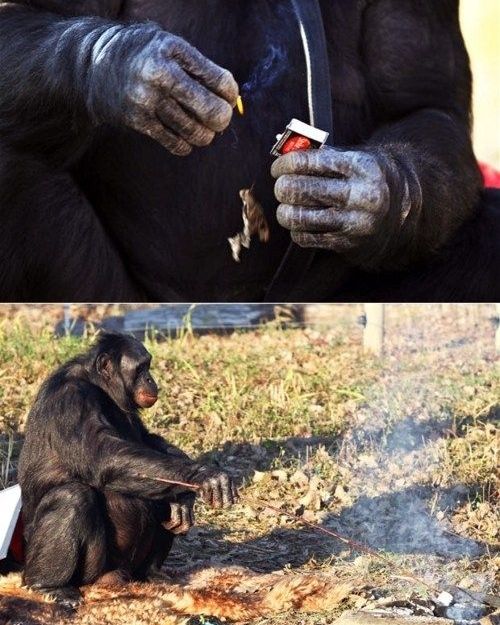 Ο Πλανήτης των Πιθήκων μπορεί να συμβεί