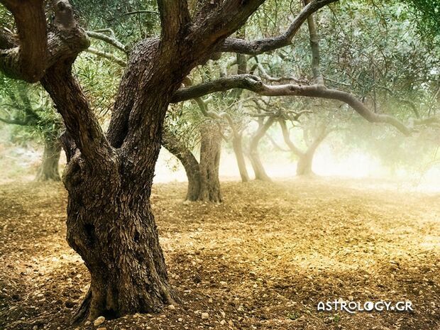 Μήπως είδες στον ύπνο σου ελιά;