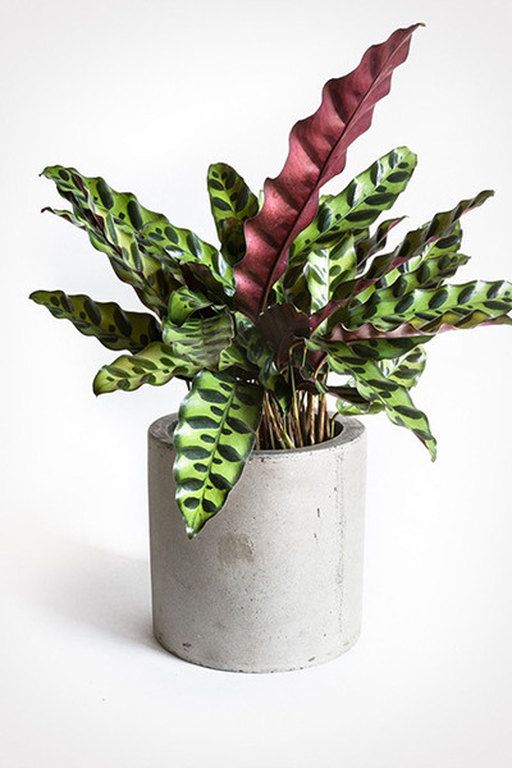 Patterned plants ή αλλιώς ο νέος τρόπος να ανανεώσεις το σπίτι σου