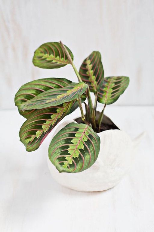 Patterned plants ή αλλιώς ο νέος τρόπος να ανανεώσεις το σπίτι σου