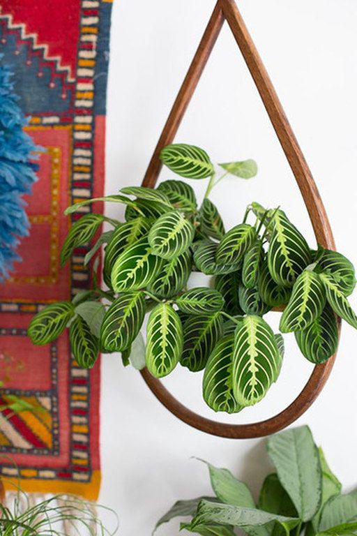 Patterned plants ή αλλιώς ο νέος τρόπος να ανανεώσεις το σπίτι σου