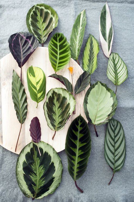 Patterned plants ή αλλιώς ο νέος τρόπος να ανανεώσεις το σπίτι σου