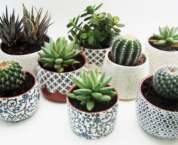 Patterned plants ή αλλιώς ο νέος τρόπος να ανανεώσεις το σπίτι σου