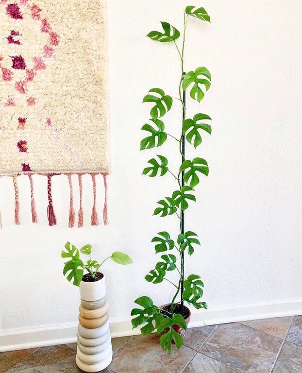 photo credits: houseplantplantclub