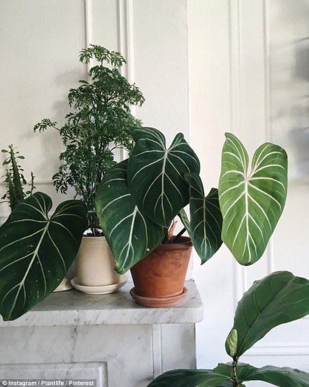 Patterned plants ή αλλιώς ο νέος τρόπος να ανανεώσεις το σπίτι σου