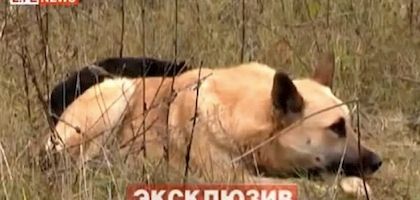 Μία συγκινητική ιστορία αγάπης: δείτε το σκύλο που έχασε τη σύντροφό του και στέκεται ακίνητος στο άψυχο κορμί της (βίντεο)