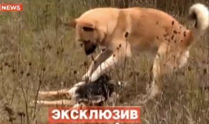 Μία συγκινητική ιστορία αγάπης: δείτε το σκύλο που έχασε τη σύντροφό του και στέκεται ακίνητος στο άψυχο κορμί της (βίντεο)