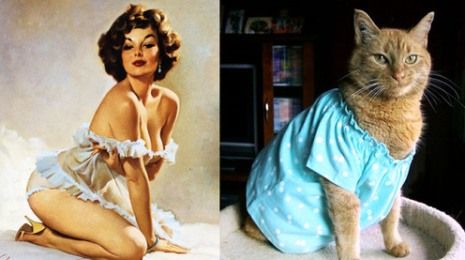 Όταν οι γατούλες ποζάρουν σαν αυθεντικά pin-up girls! (απίστευτες φωτο)