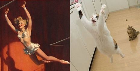 Όταν οι γατούλες ποζάρουν σαν αυθεντικά pin-up girls! (απίστευτες φωτο)