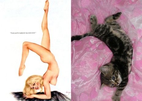 Όταν οι γατούλες ποζάρουν σαν αυθεντικά pin-up girls! (απίστευτες φωτο)