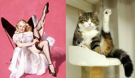 Όταν οι γατούλες ποζάρουν σαν αυθεντικά pin-up girls! (απίστευτες φωτο)