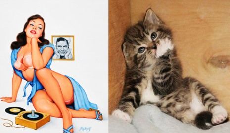 Όταν οι γατούλες ποζάρουν σαν αυθεντικά pin-up girls! (απίστευτες φωτο)