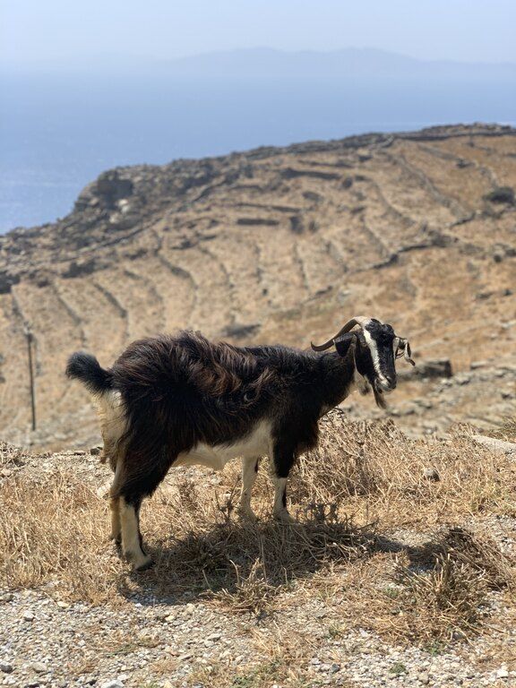 Τήνος