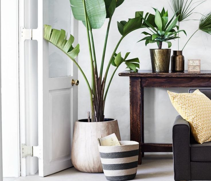 Patterned plants ή αλλιώς ο νέος τρόπος να ανανεώσεις το σπίτι σου