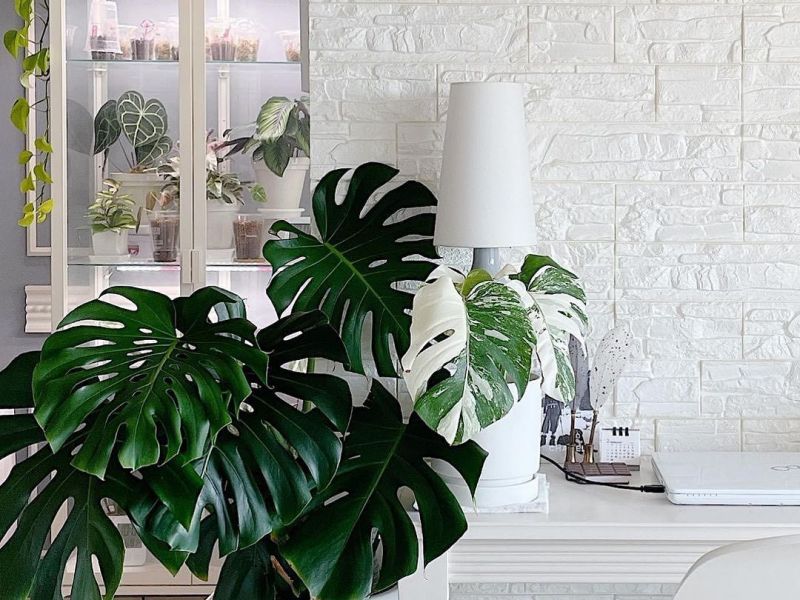 5 Instagram accounts που θα σε μάθουν τα μυστικά του planting