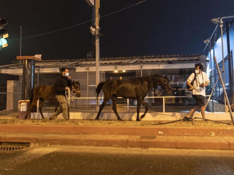 Μιλήσαμε με το Stray.gr και το Anima - Πώς μπορούμε να βοηθήσουμε τα πυρόπληκτα ζώα