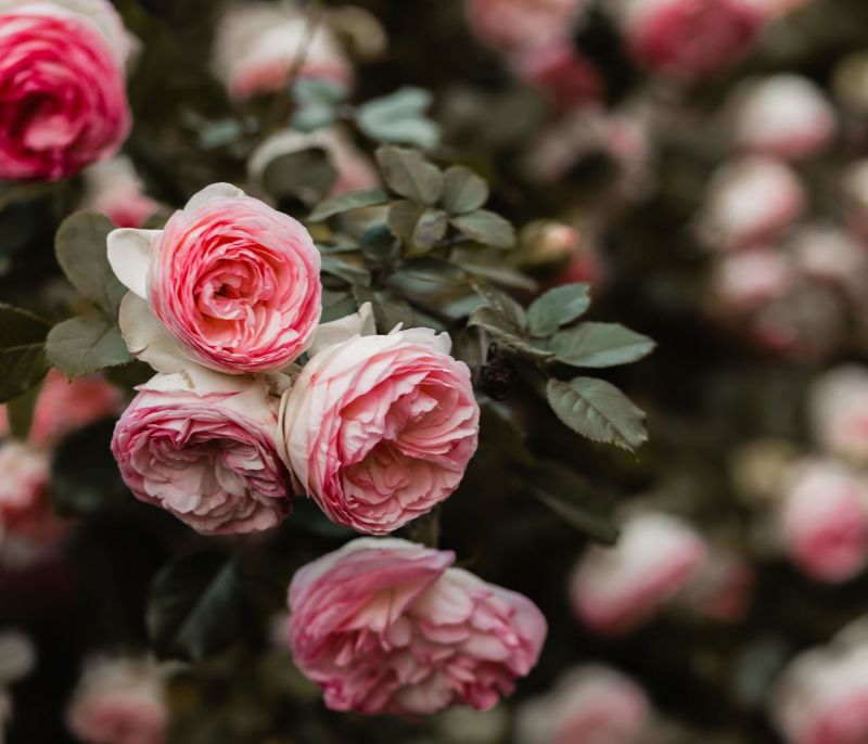 H νέα σειρά αποσμητικών Fa Pink Passion είναι τόσο ανοιξιάτικη που θα ξετρελαθείς!