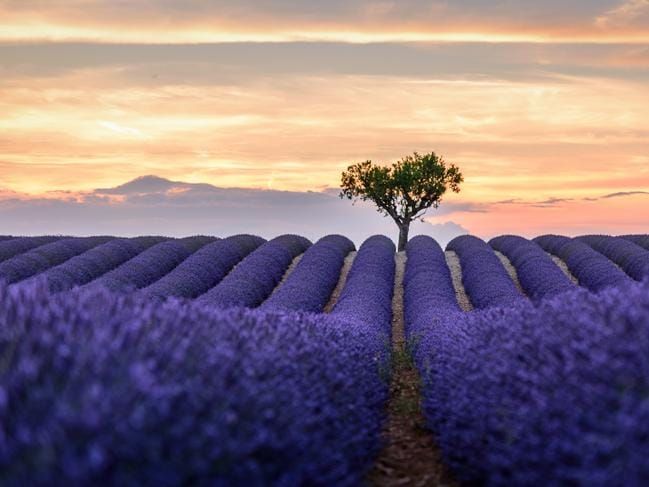 grasse
