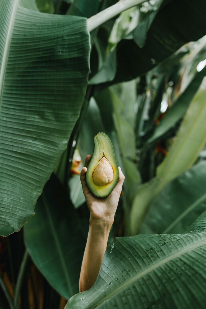 avocando3