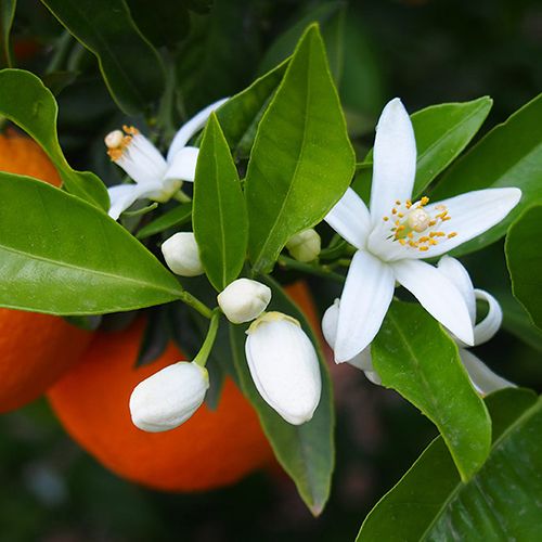 neroli 86898.1509828969