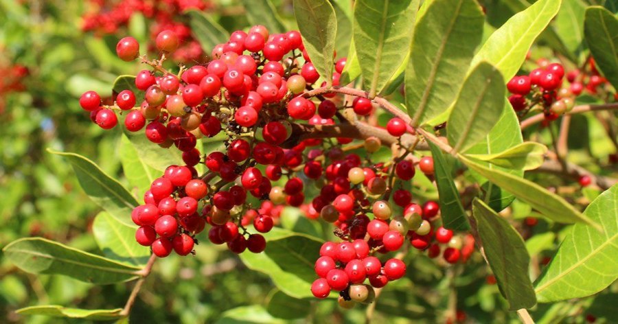 pink-pepper-tree-social.jpg