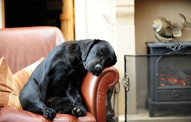 DOG1