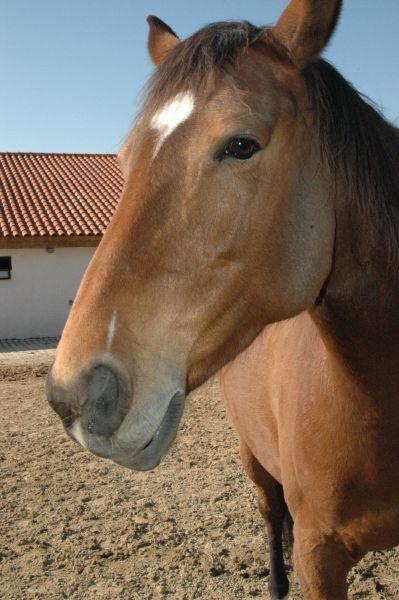 horse3