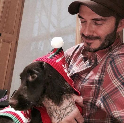david beckham xmas dog 81b5b