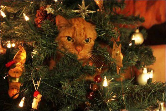 20 cats that love christmas trees funny cat photos cute6 73d16