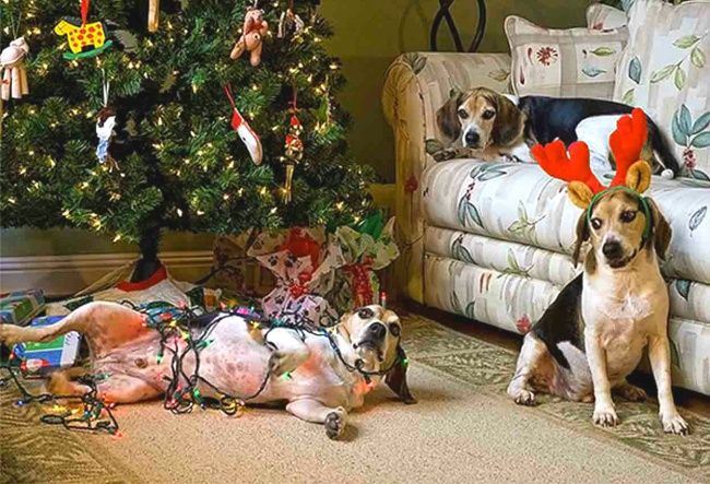 20005 650 1450334431 animais odeiam natal 7 148ef