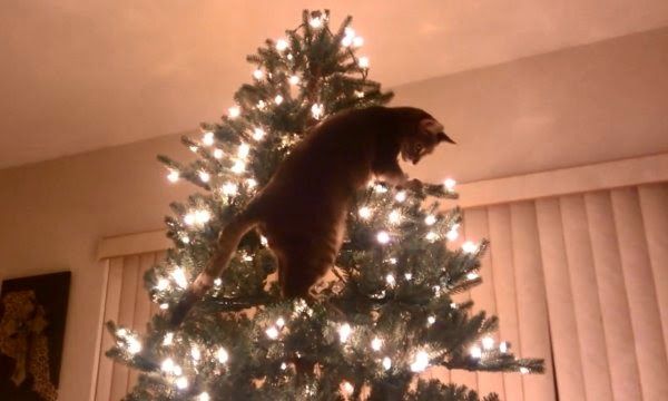 Cat Christmas Tree Disaster 570e9
