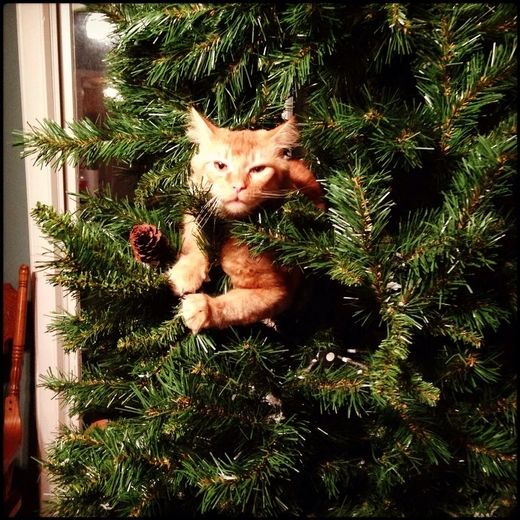 Cats in Christmas Trees.png full 07be8