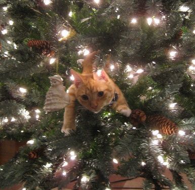 cat in christmas tree 1354919845 b e0ec2