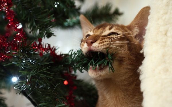 cats animals christmas trees wallpaperswa.com 63 1b900