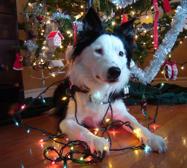 christmas xmas tree dog border collie decoration mischief present ornament 44336