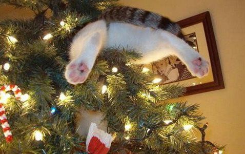 the world s top 10 best images of cats in christmas trees 8 67715