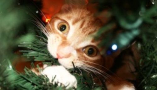 xmas cats ec35d