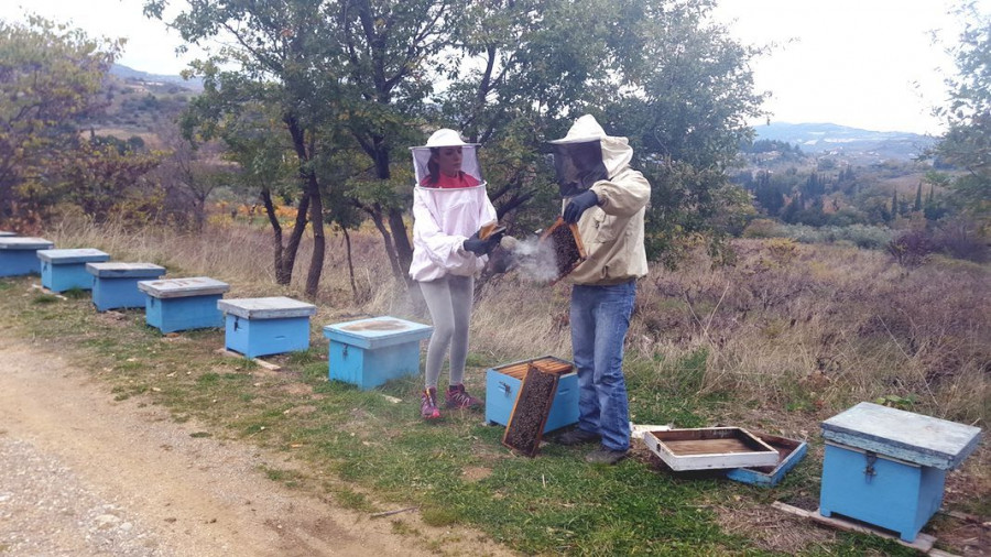 bee 233ce