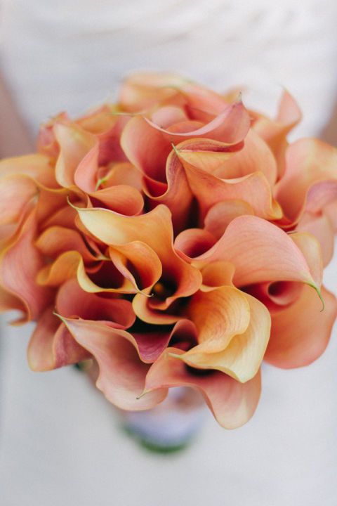 hbz single blooms 18 cala lilly e8336