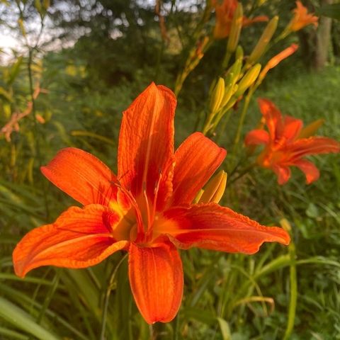 louloudi tiger daylily