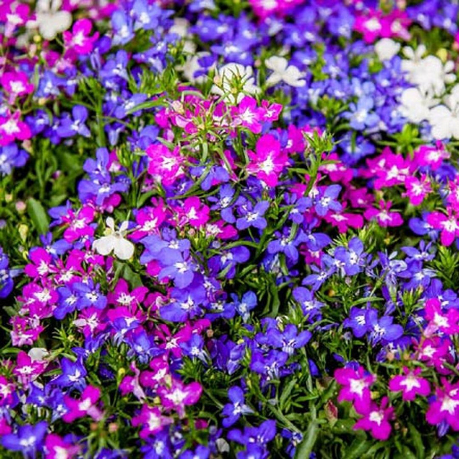 lobelia